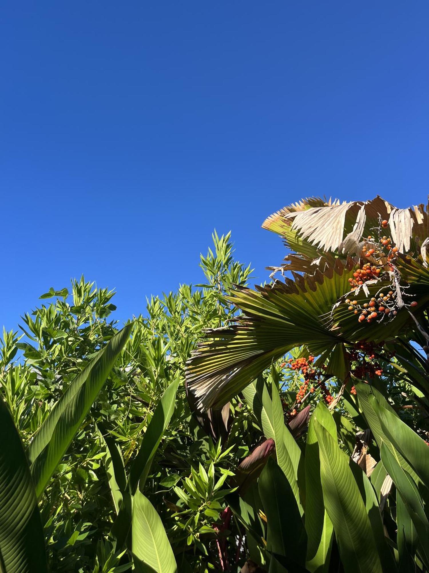 Eden Paradise Ecolodge & Spa サント・リュス エクステリア 写真
