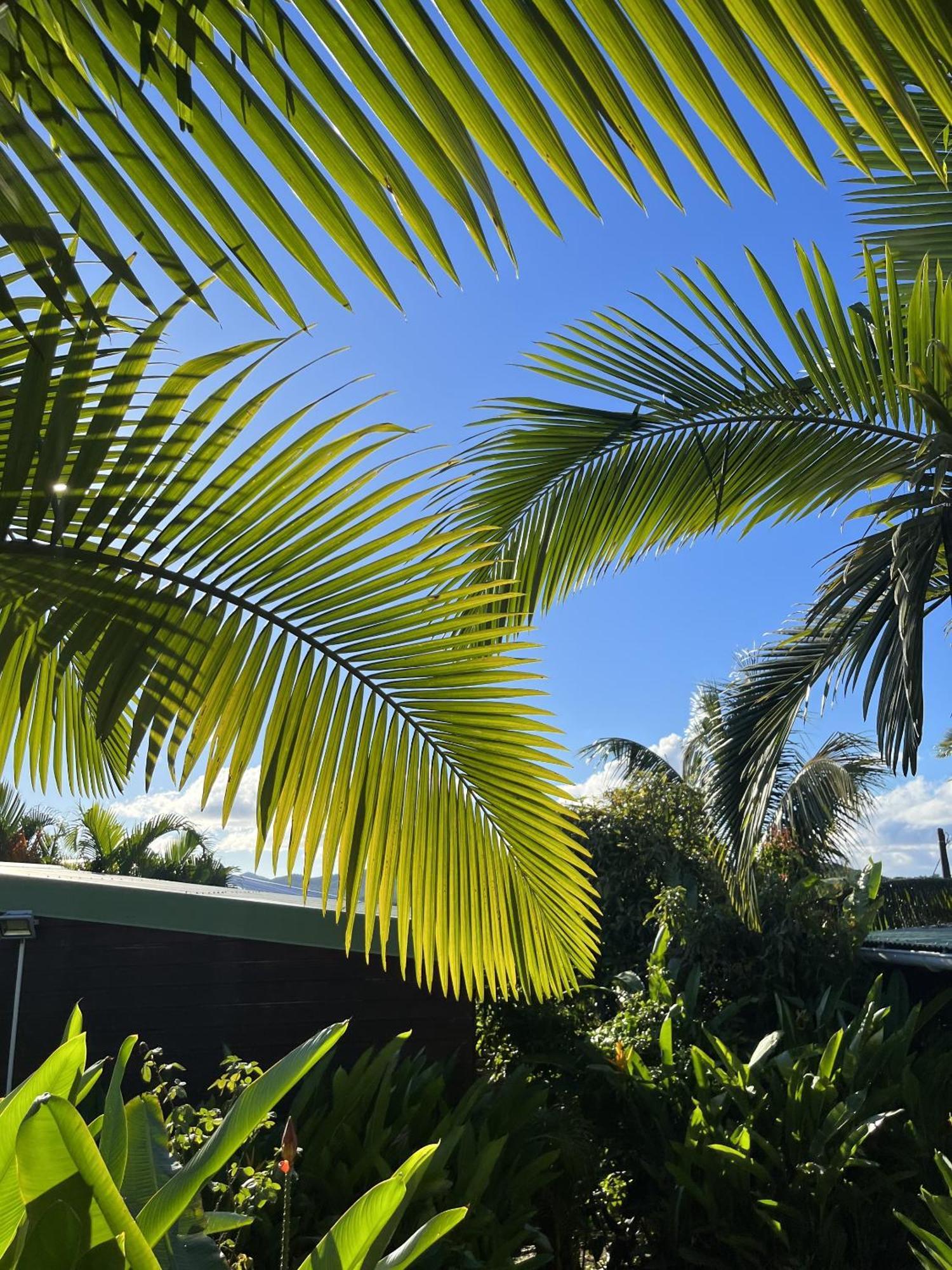 Eden Paradise Ecolodge & Spa サント・リュス エクステリア 写真