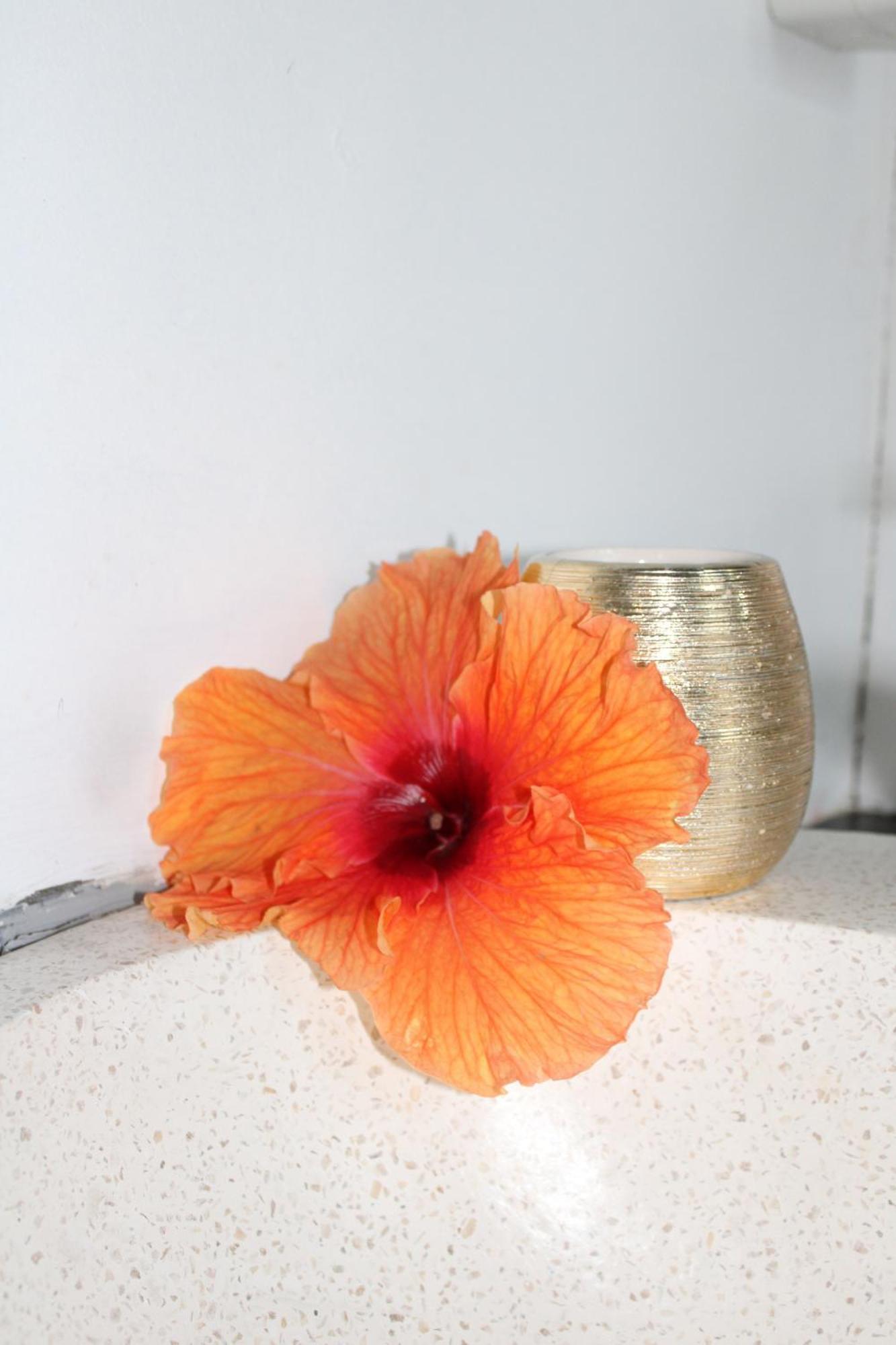 Eden Paradise Ecolodge & Spa サント・リュス 部屋 写真